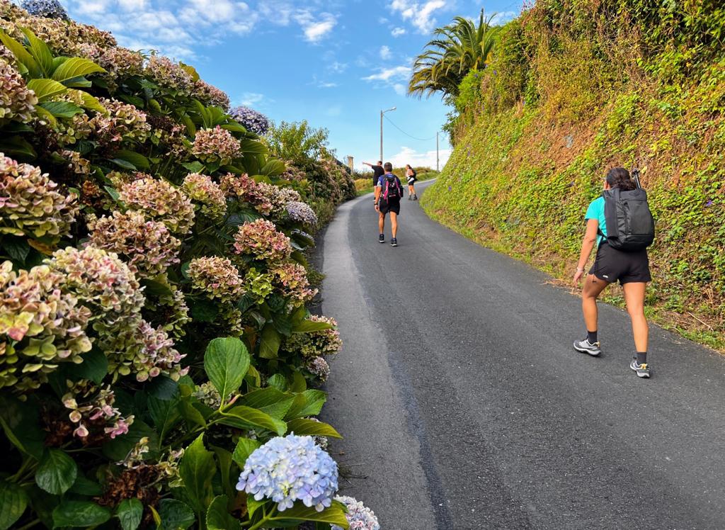 Cuesta arriba entre hortensias.