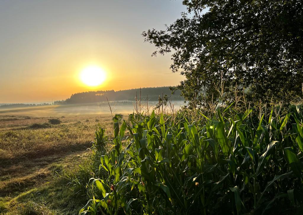 Millo, brumas, amanecer.