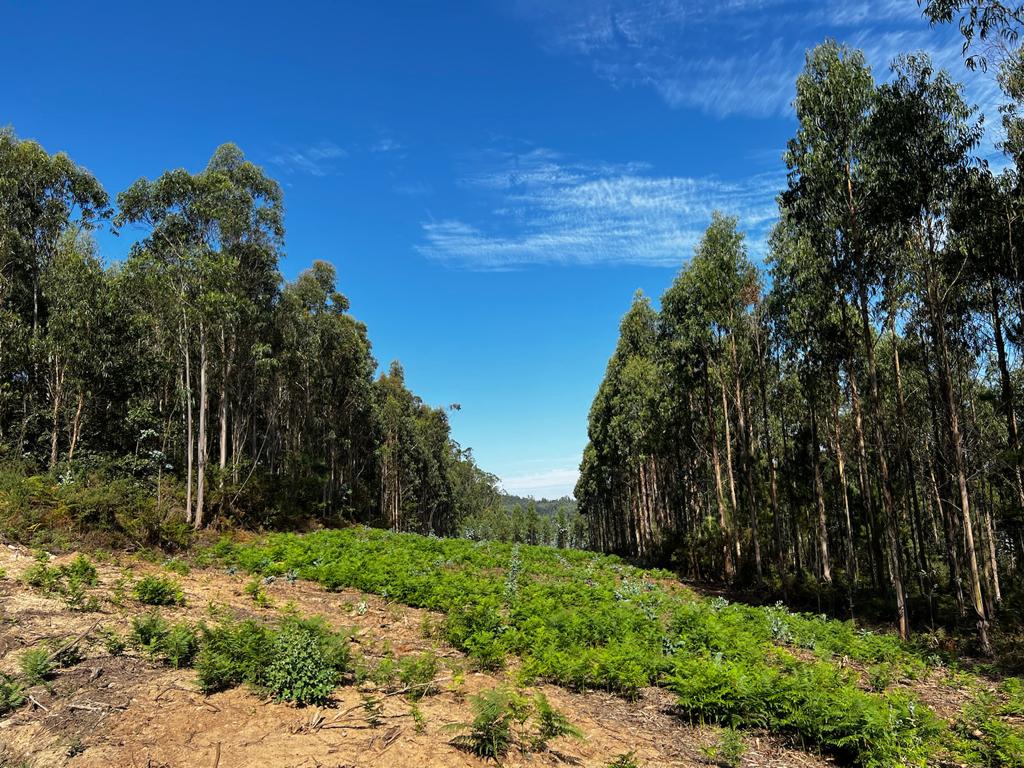 Pinos y horizonte azul.