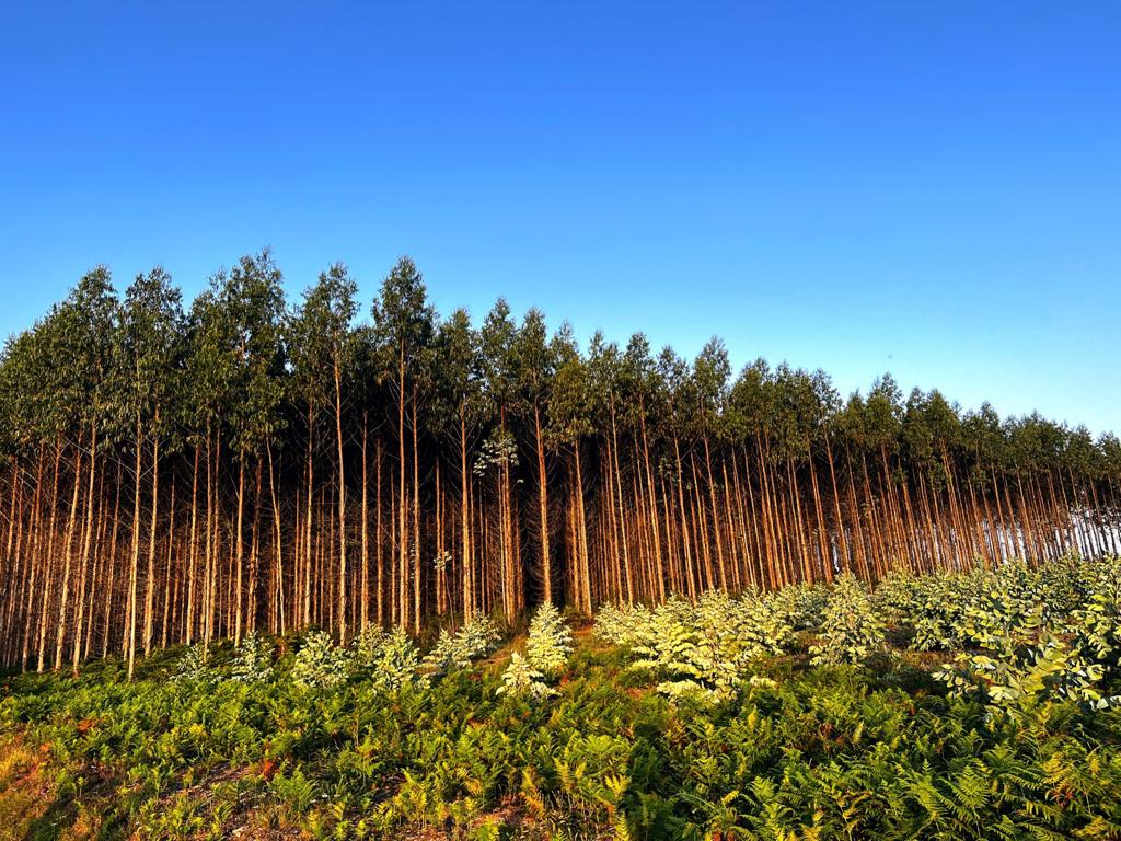 Pinos recién peinados.