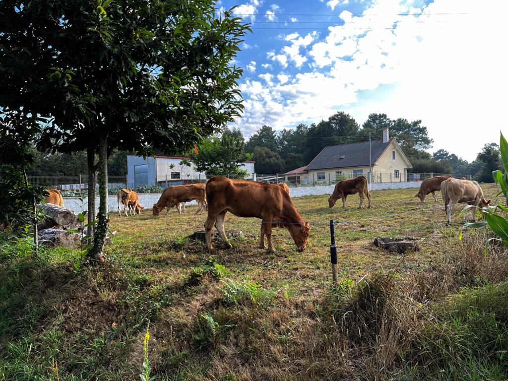 Vacas rubias gallegas.