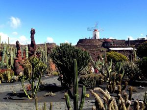 Jardín de Cactus. Fotografía: Ramón Pérez Niz. 