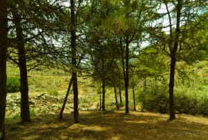 Pine trees. Haría-El Bosquecillo Trail. Photography: Ramón Pérez Niz.