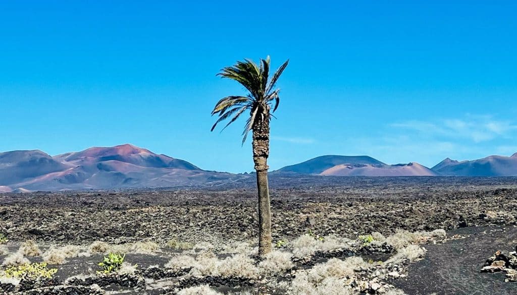 Palmera, mar de lavas, Montañas del Fuego desde el Camino de los Camellos. Fotografía: Lanzarote3.com