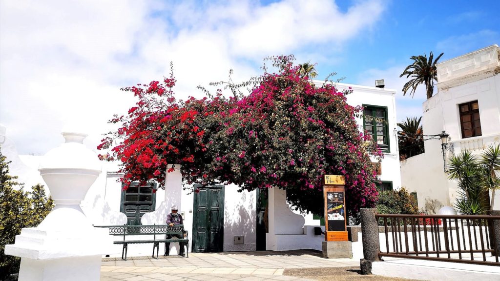 Buganvilla en la Plaza de la Constitución de Haría. Punto y final a la Etapa 1 del Camino Natural de Lanzarote.