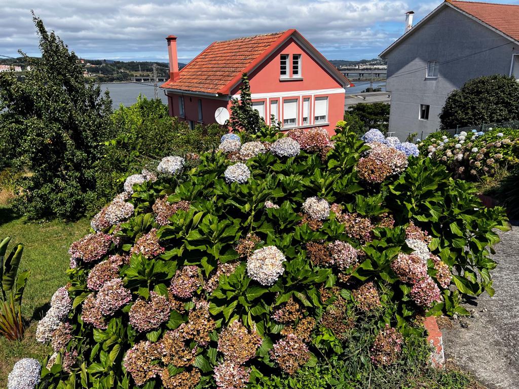Hortensias en el Camino Inglés.