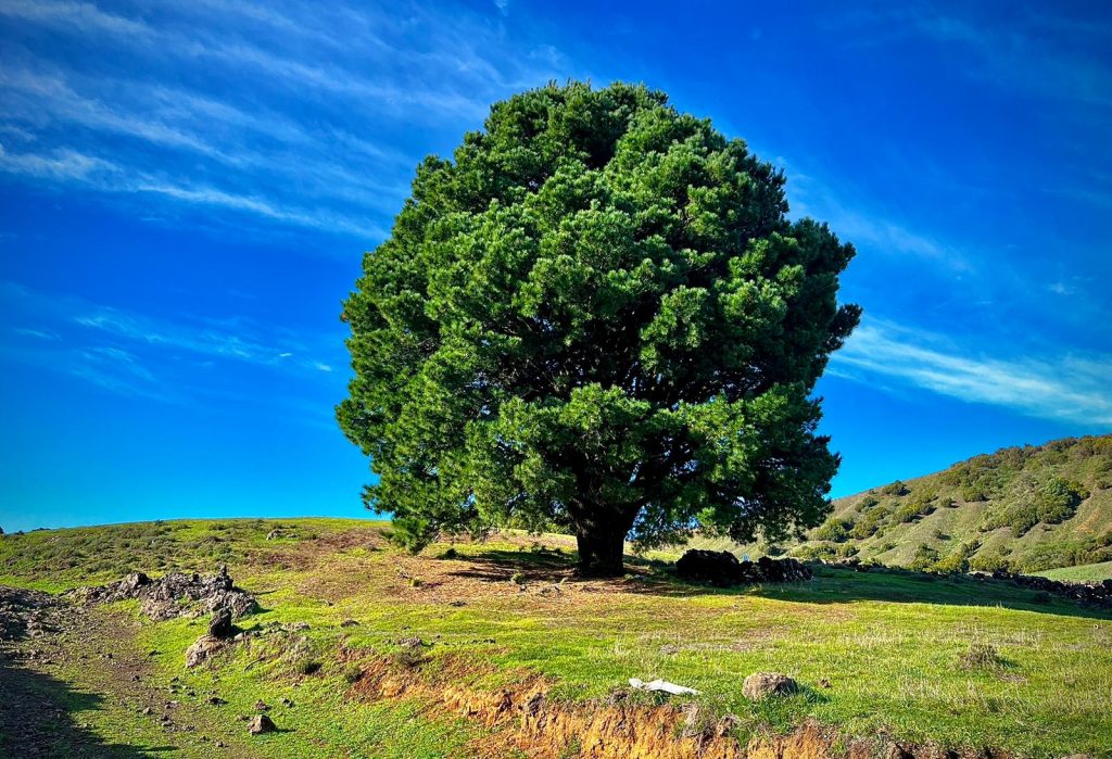 ¿El árbol de Cadena Perpetua?