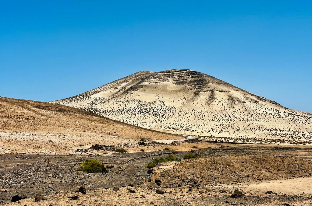 Desierto de Jandía. Cabras pastando. Fotografía: Lanzarote3.com