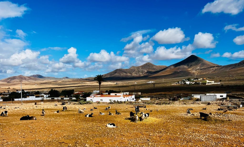 Cabras en la Quesería Tindaya. Fotografía: Lanzarote3.com