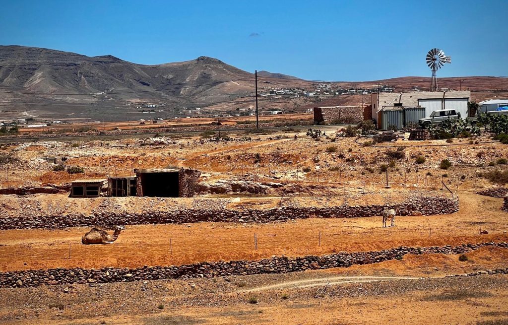 Gavias agrícolas, camello reposando en la vieja vega. Fotografía: Lanzarote3.com