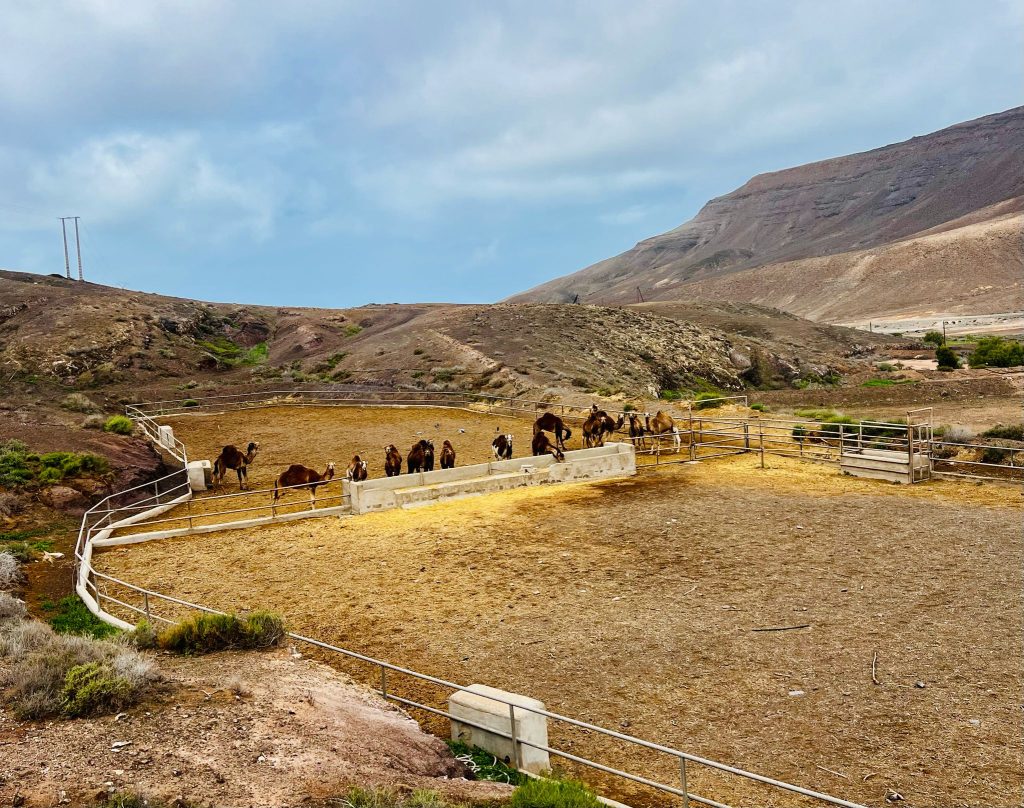 Camellos en Las Hermosas. Fotografía: Lanzarote3.com