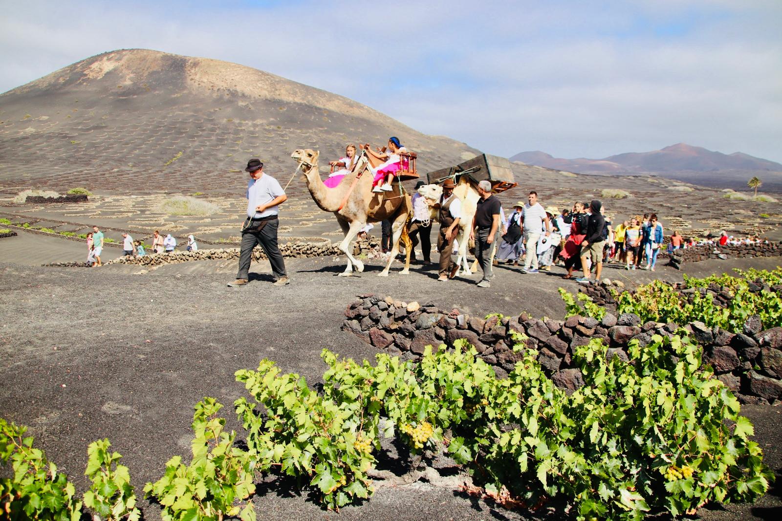 Vendimia tradicional en La Geria en honor a la Virgen de la Caridad