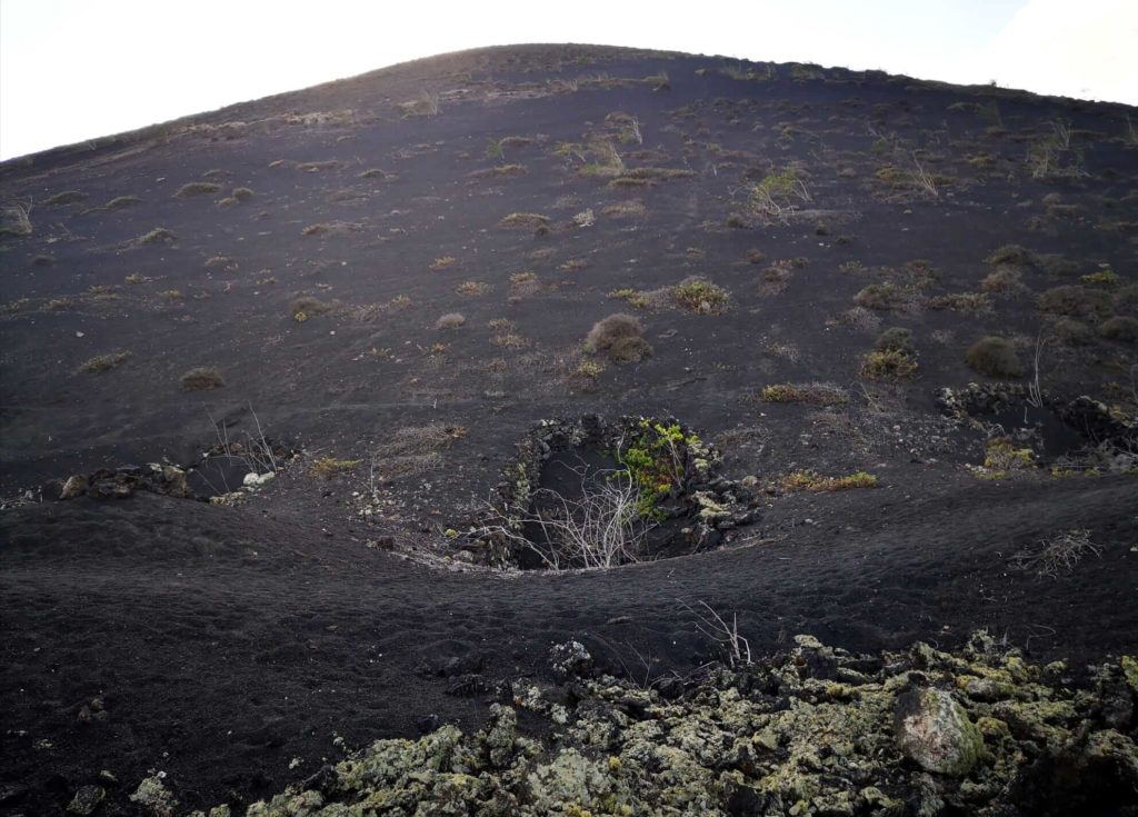 Vid e higueras nutriéndose de la humedad del rofe volcánico de Lanzarote. Montaña Negra, Masdache. Fotografía: Josechu Pérez Niz.